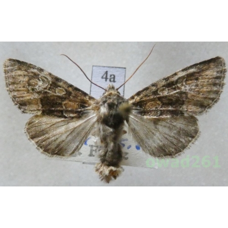 Apamea illyria Freyer, 1846 Czech4a